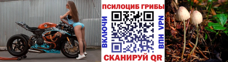 kraken рабочий сайт  Полтавская  Псилоцибиновые грибы Psilocybine cubensis 